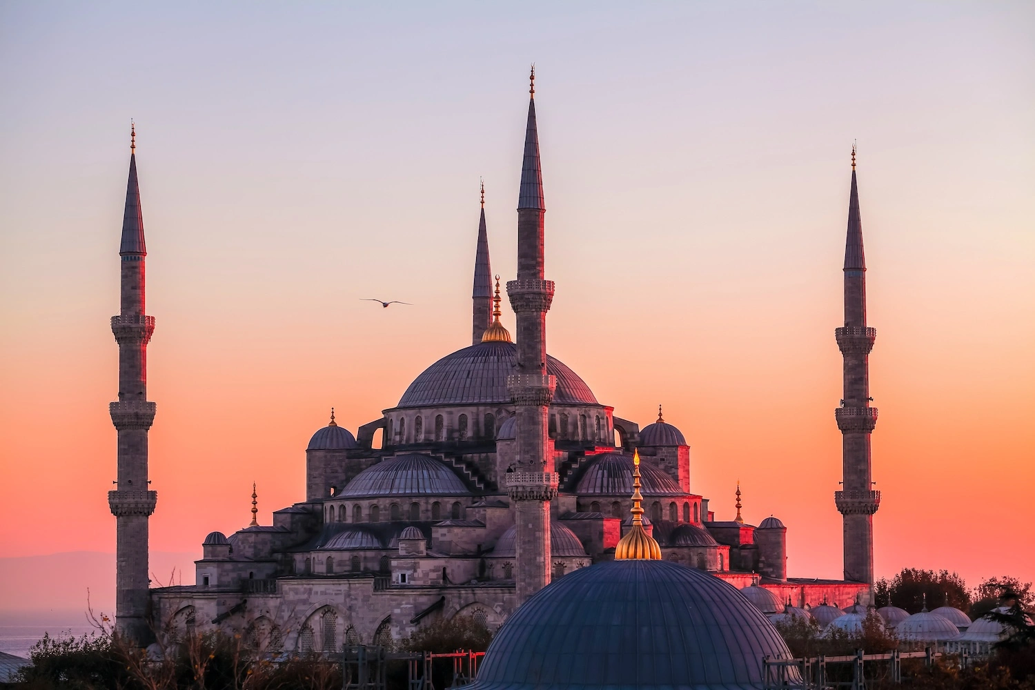 Sultan Ahmed Mosque (Blue Mosque) in Istanbul at sunset with a seagull flying in the sky