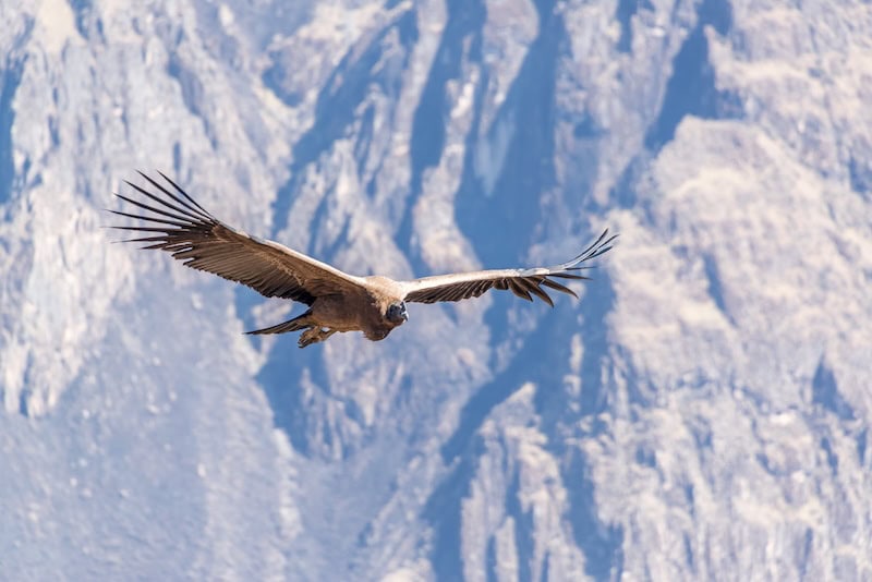 Colca Canyon flying condor Peru