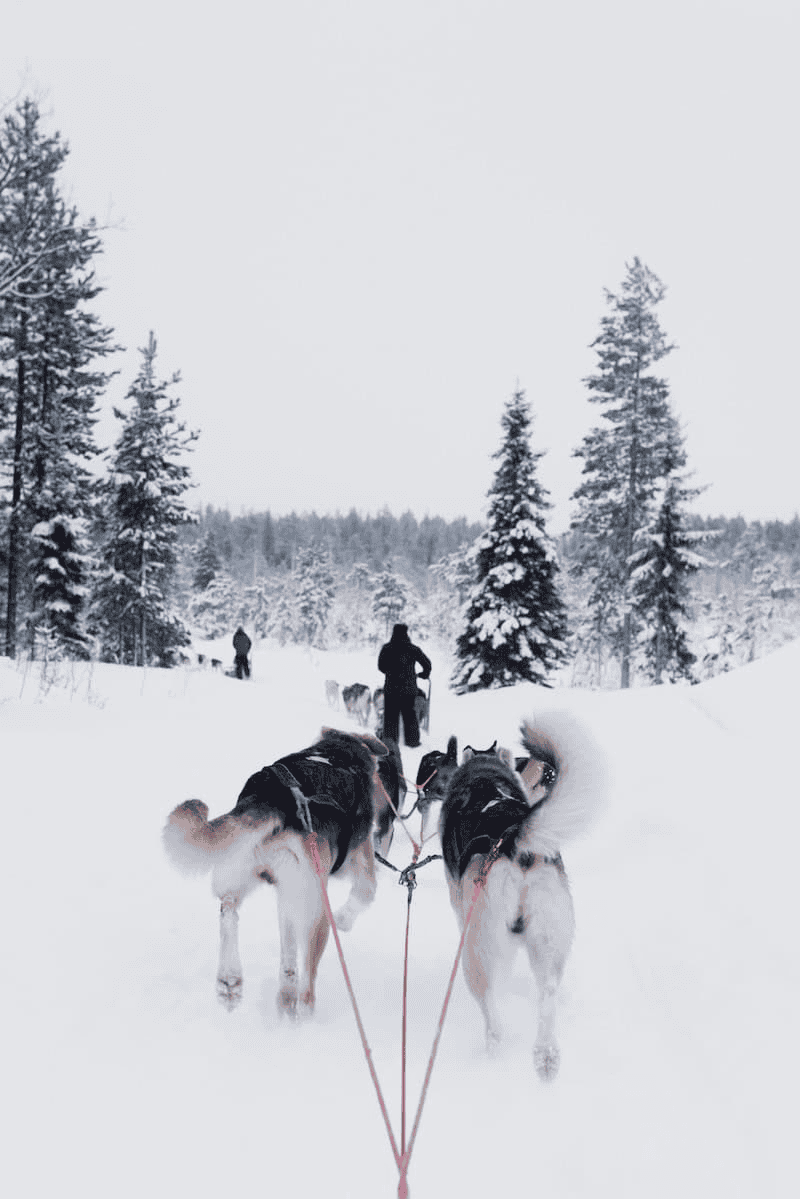Husky sledding in Finland 