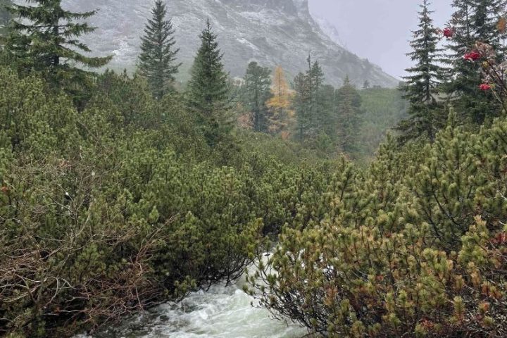 Mountain stream with pine trees and snowy peak in the background.