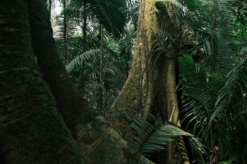 Amazon Jungle