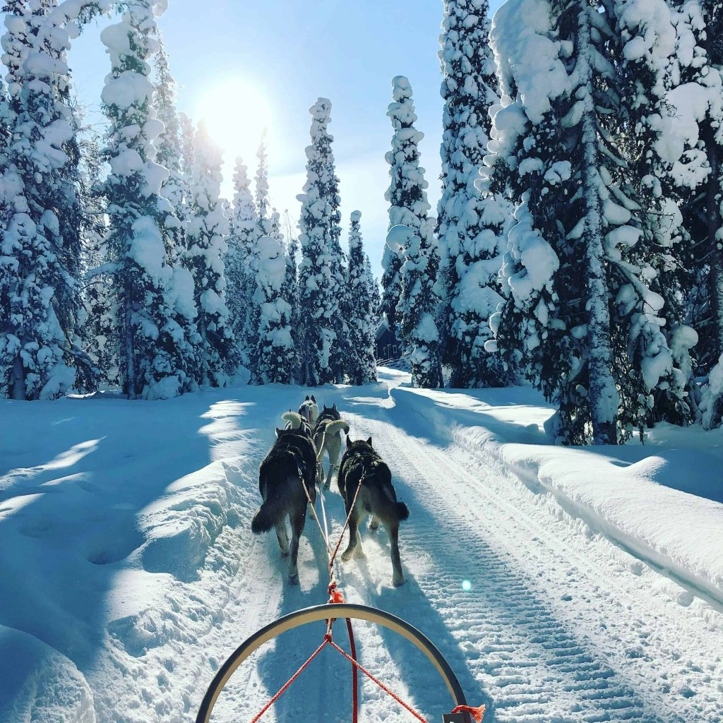 Dog Sledding